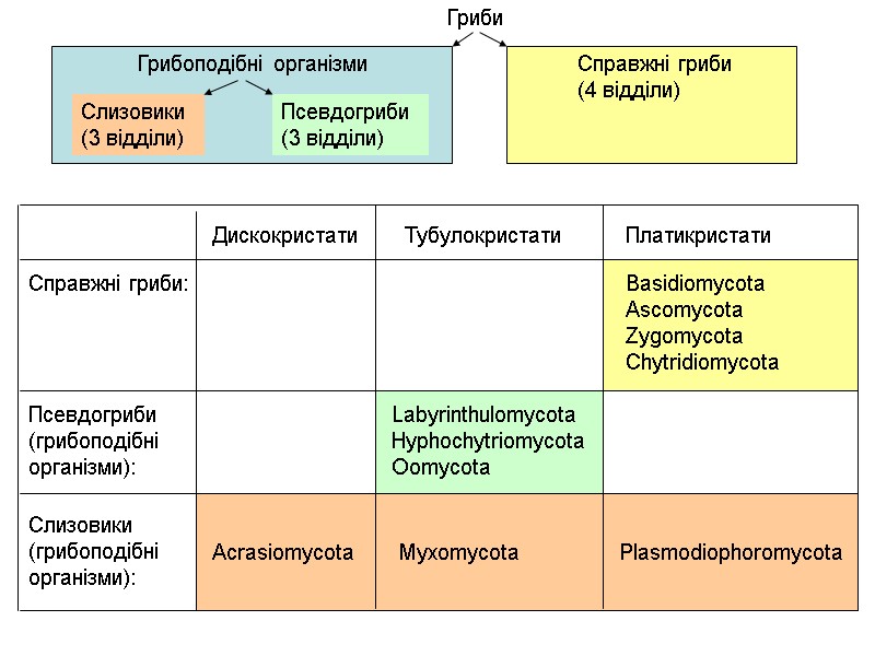 Псевдогриби (грибоподібні  організми): Справжні гриби:  Дискокристати Тубулокристати Платикристати Acrasiomycota Myxomycota Plasmodiophoromycota Labyrinthulomycota